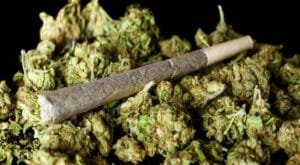 Ινδική Κάνναβη (μαριχουάνα-χασίς)