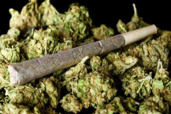 Ινδική Κάνναβη (μαριχουάνα-χασίς)